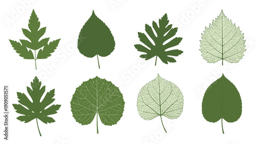 Assortment of eight different green leaf illustrations and skeletons shows various botanical shapes and vein details.