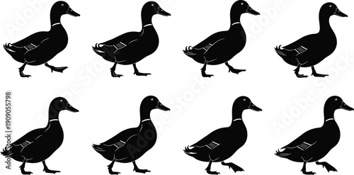 Set of black duck silhouettes in walking poses isolated on white background, detailed waterfowl vector illustration collection for design projects