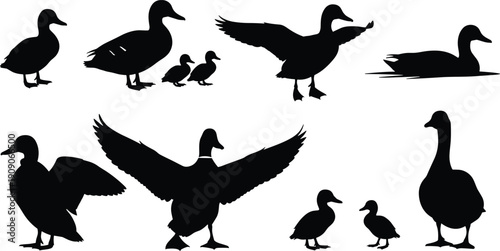 Duck silhouette collection, set of waterfowl black shapes, flying and swimming bird icons, nature wildlife vector elements, farm poultry silhouettes, avian graphics, pond life.