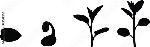 silhouette plant growth stages from seed to sprout and leaves vector design