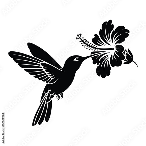 Hummingbird feeding on flower Vector, Silhouette, Illustration