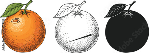 Orange fruit illustration set showing colored, outline, and solid silhouette versions with leaf detail for food, botanical and packaging design themes
