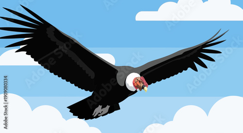 Andean Condor Flying With Wings Spread Wide Over Clouds