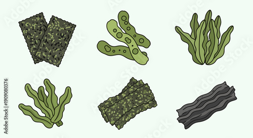 Assortment of Seaweed Snacks and Algae Varieties