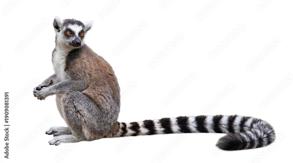Naklejka premium a ring-tailed lemur sits attentively, its gaze directed away, with its characteristic striped tail resting beside it on a neutral surface.