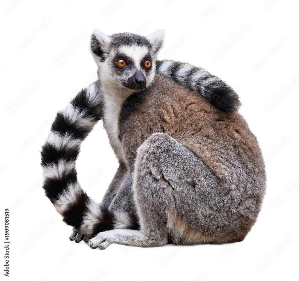 Obraz premium ring-tailed lemur sitting on a transparent background, looking to the side with striking orange eyes and a distinct black-and-white ringed tail, captured in a realistic photograph.