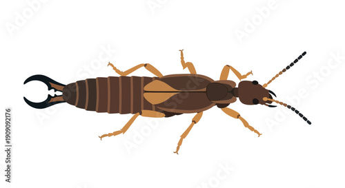 Earwig Insect Illustration - Top View