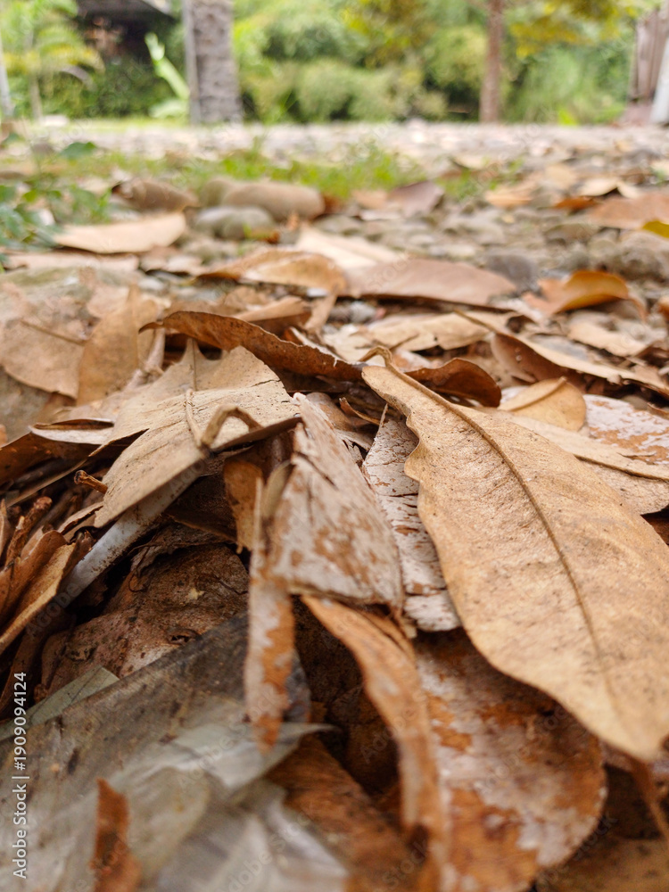 Naklejka premium Macro shot of dried brown leaves scattered on a rocky ground. Natural autumn or dry season background with a low angle perspective and soft bokeh in a tropical garden.