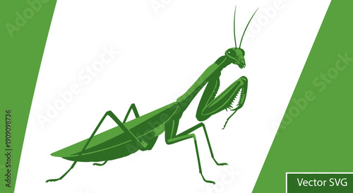 Green Praying Mantis Insect Vector Illustration