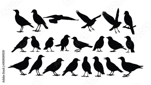 A diverse collection of black birds in various poses and positions. isolated on white background, Vector