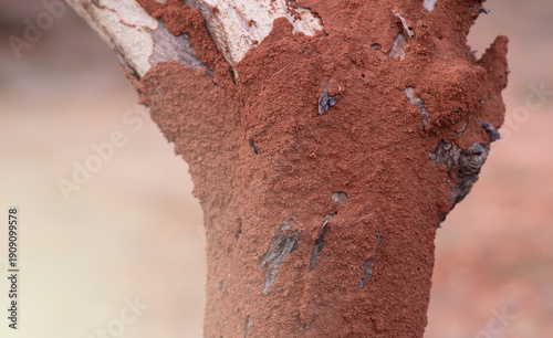 Termites build nests in the soil to feed on dead trees.