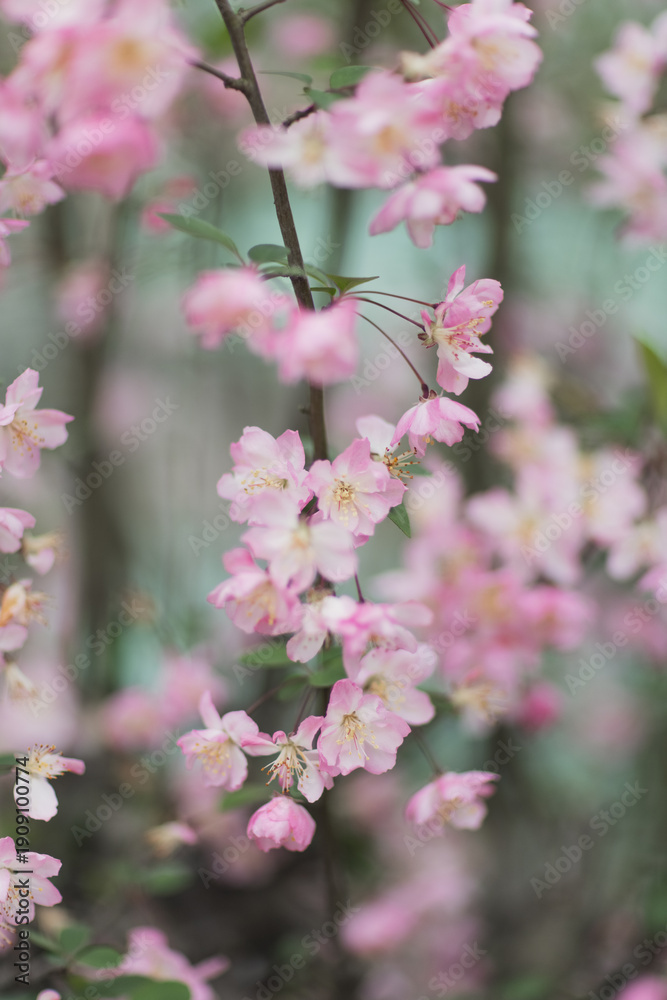 Naklejka premium Beautiful floral spring abstract background of nature. Branches of blossoming cherry with selective focus. Banner For easter and spring greeting cards with copy space