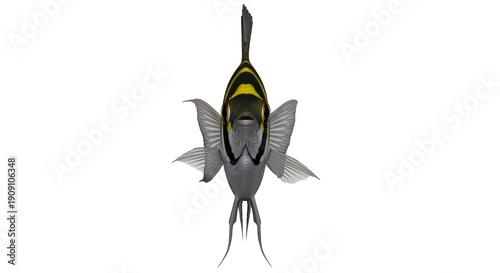 Majestic angelfish swimming majestically with vibrant yellow and black stripes on its body and fins against a white background
