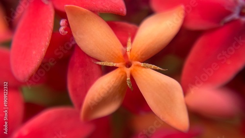 Silhouette of a flower bud against a soft gradient background.