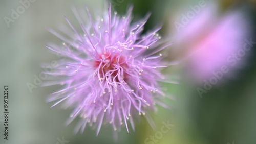 Macro close-up of a pink Mimosa pudica flower with fine filament-like petals and soft blurred background.