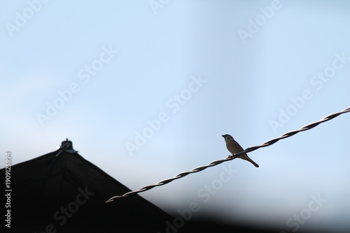 A small sparrow bird perched on a wire against a clear sky background. Minimalist wildlife photography representing freedom, urban nature, and peaceful morning.