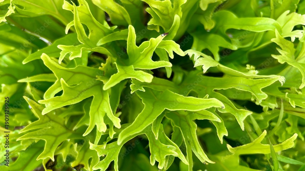 Fototapeta premium Fresh Green Leaves Natural Background