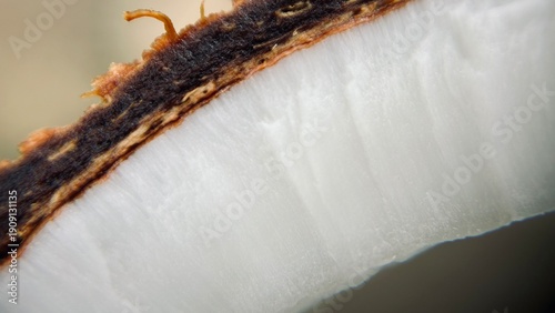 Coconut Fruit Cross Section Macro