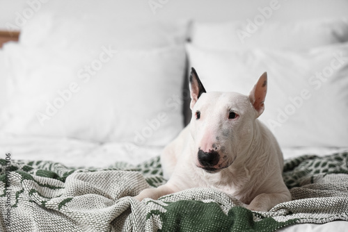 Cute Bull Terrier dog lying...