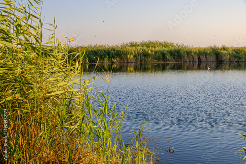 Green reeds growing along the shore of a calm lake in summer