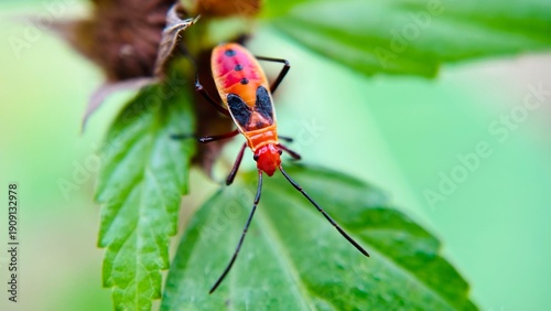 Macro close-up of a colorful insect perched on a green leaf with soft blurred background.