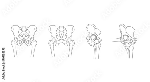 Anatomical Illustrations of the Human Pelvis from Multiple Angles