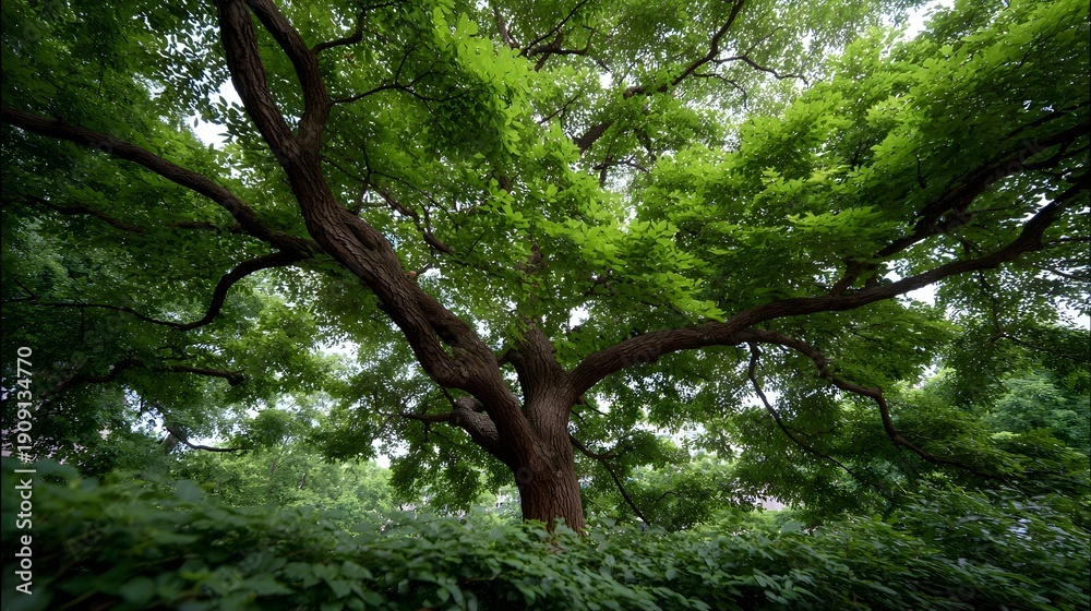 Fototapeta premium A majestic tree viewed from below its strong textured trunk supporting a sprawling canopy of lush vibrant green foliage in a serene natural