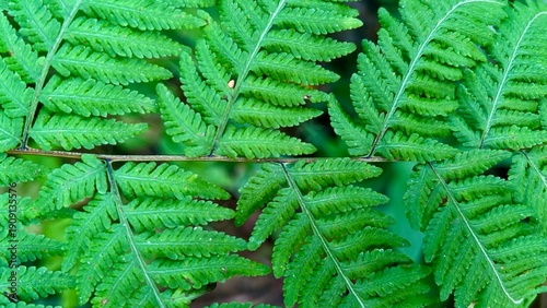 Fresh Green Leaves Natural Background