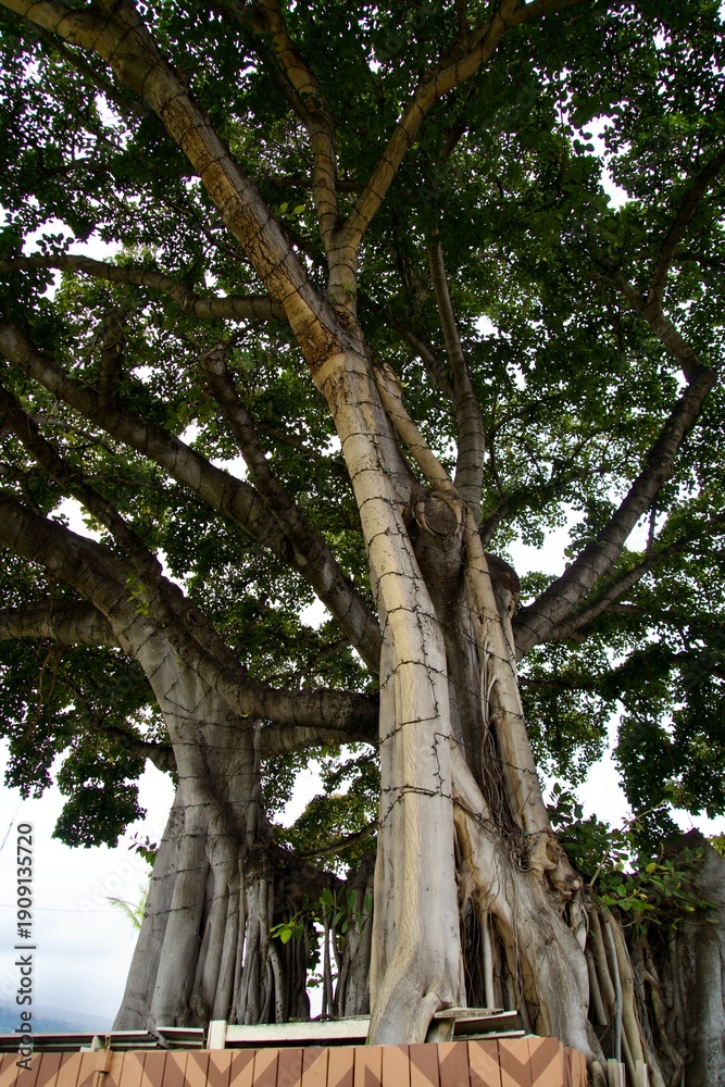 Fototapeta premium The Big Tree in Kailua-Kona, Hawaii Island