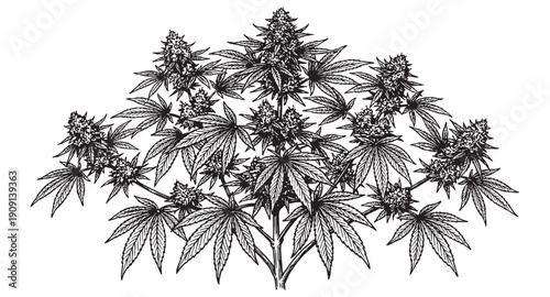 Mature cannabis sativa plant with large budding flowers and serrated leaves vintage botanical engraving style.