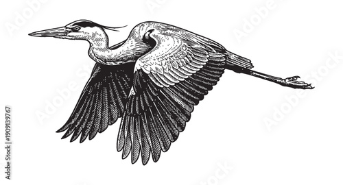 Large great blue heron in mid-flight with outstretched wings and long legs vintage wildlife engraving style.