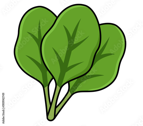 Spinach illustration