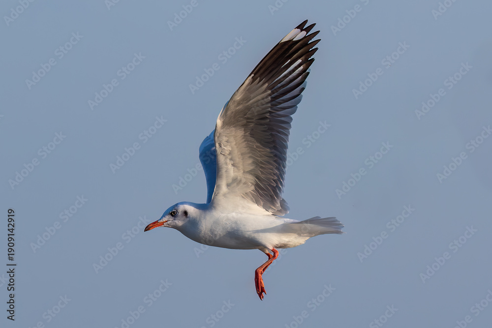 Obraz premium Brown-headed seagull (Chroicocephalus brunnicephalus) in flight, wings spread. At Bang Pu pier near Bangkok, Thailand. Blue sky in the background. 