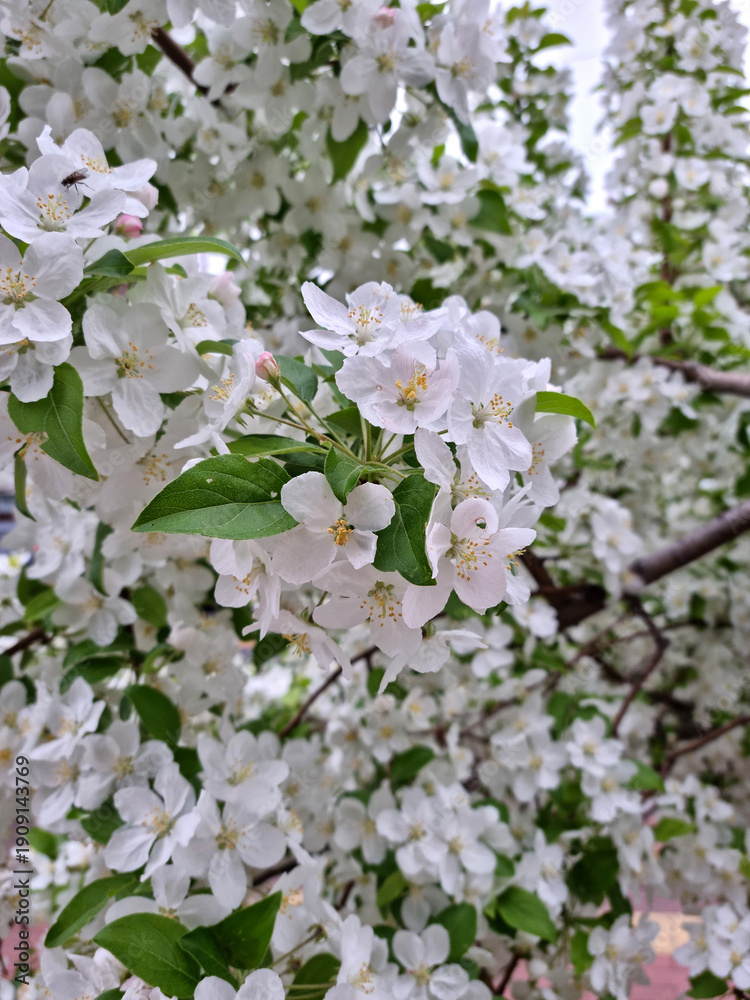 Fototapeta premium A white malusbaccata flower in full bloom