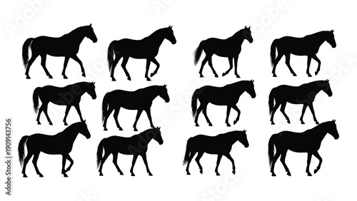 A collection of twelve black silhouettes of horses in various poses and positions isolated on white background, Vector