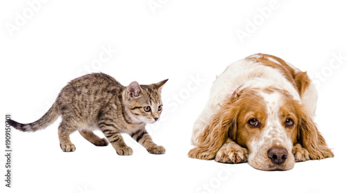 Fotografie a curious tabby kitten cautiously approaches a large, resting dog, set against a transparent background for versatile design use