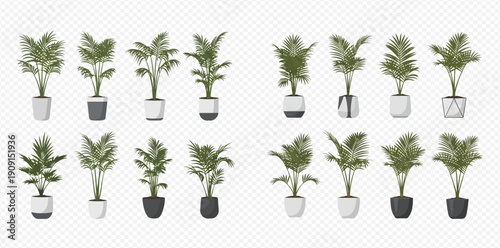 Set of potted indoor palm plants for home or office decoration, isolated on transparent background.