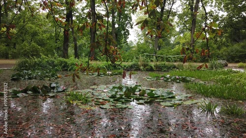 Raindrops Falling on Pond Surface with Water Lilies in Regensburg