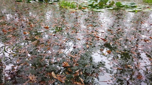 Raindrops Falling on Pond Surface with Water Lilies in Regensburg