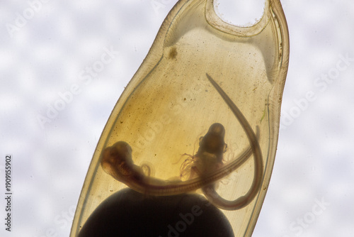 Valokuva Shark embryos developing in clear egg cases at an aquarium in a controlled envir