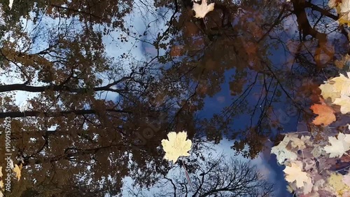 Autumn leaves drifting across calm lake reflecting trees and blue sky