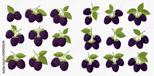 Set of fresh ripe blackberries with green leaves, healthy organic fruit vector illustration.
