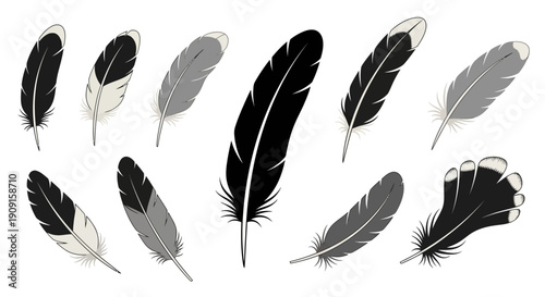 Collection of Diverse Bird Feathers: Black, White, and Gray Tones