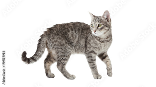 Fotografie a calm, gray tabby cat walks gracefully to the right, looking sideways with alert green eyes, isolated against a transparent background, showcasing its sleek physique and striped coat