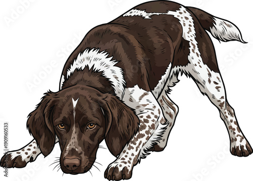 Small Munsterlander dog sniffing ground crouched alert illustration