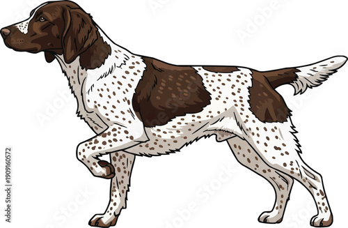 Small Munsterlander dog standing alert classic pointing stance side profile