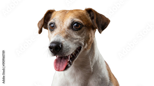 Photos charming jack russell terrier dog portrait with tongue out, panting happily, against a stark transparent background, conveying joy and energy