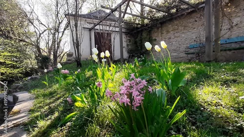 White tulips shine in golden backlit sunlight spring park gentle breeze.