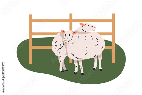 Sheep, domestic farm animals standing on grass, country pasture with fence. Rural countryside livestock outdoor. Ewes on pastureland in nature. Flat vector illustration isolated on white background