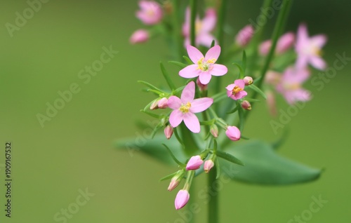 Tableau sur toile Centaurium erythraea (common centaury) growing in a meadow